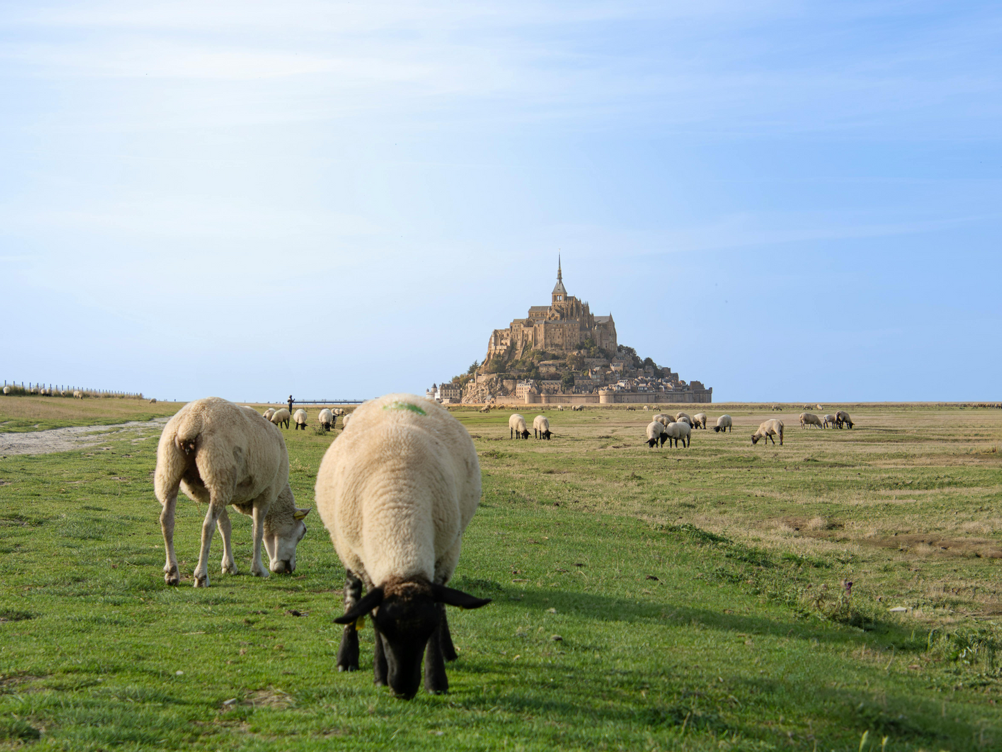 Mont Saint-Michel sheep countryside normandy green grass Visit Mont Saint-Michel