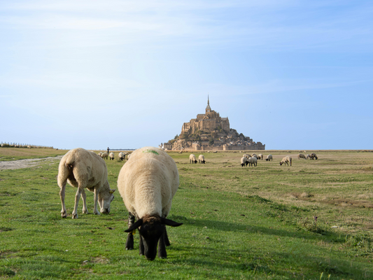 Mont Saint-Michel sheep countryside normandy green grass Visit Mont Saint-Michel